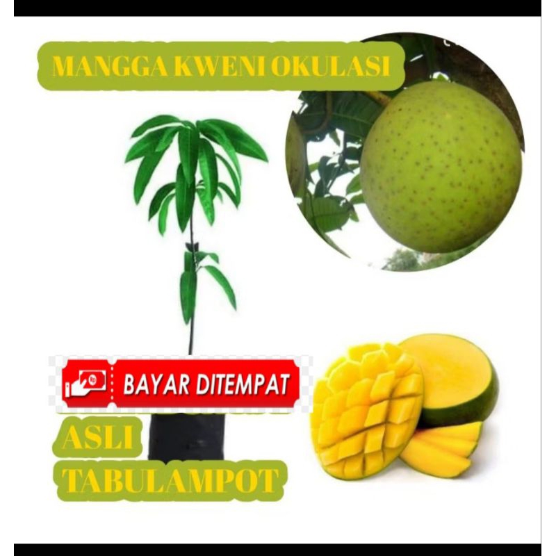 Bibit Mangga Kweni