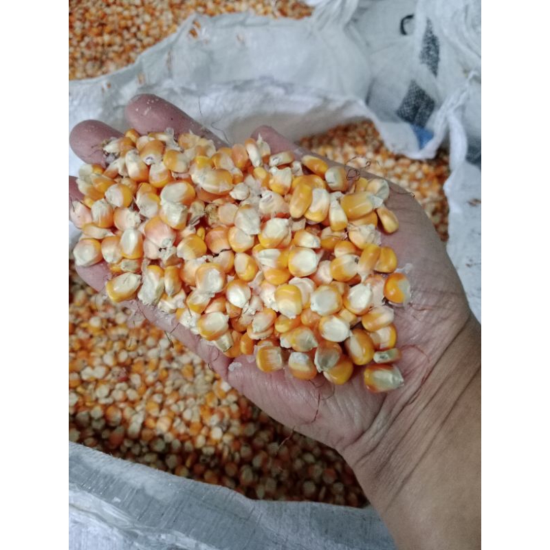 

jagung kering besar kotor