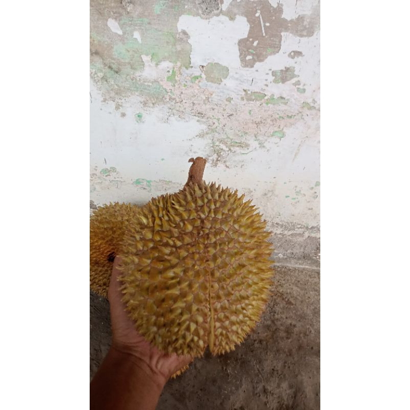 

BIBIT DURIAN MONTONG SIAP TANAM TINGGI 70 CM BISA BERBUAH DITEMPAT PANAS