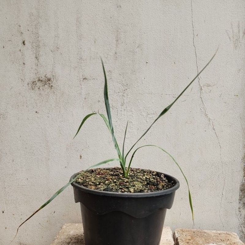 Yucca rostrata