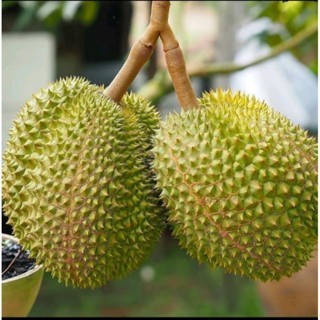 Bibit Tanaman Durian Musang King Okulasi Bibit Durian Musang King Bibit Duren 1,5-2meter