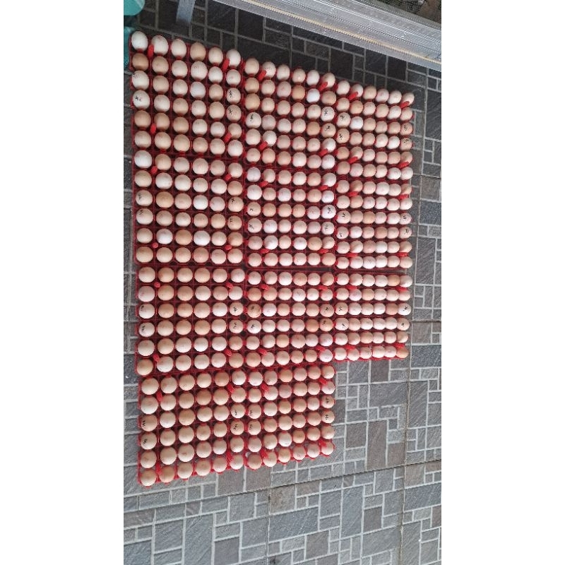 

Telur fertil ayam ELBA (50 butir)
