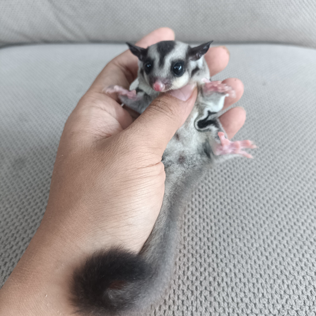 (Kurir Instant) Sugar Glider Platinum Mosaic Joey / SG PLATMOS Baby Jinak