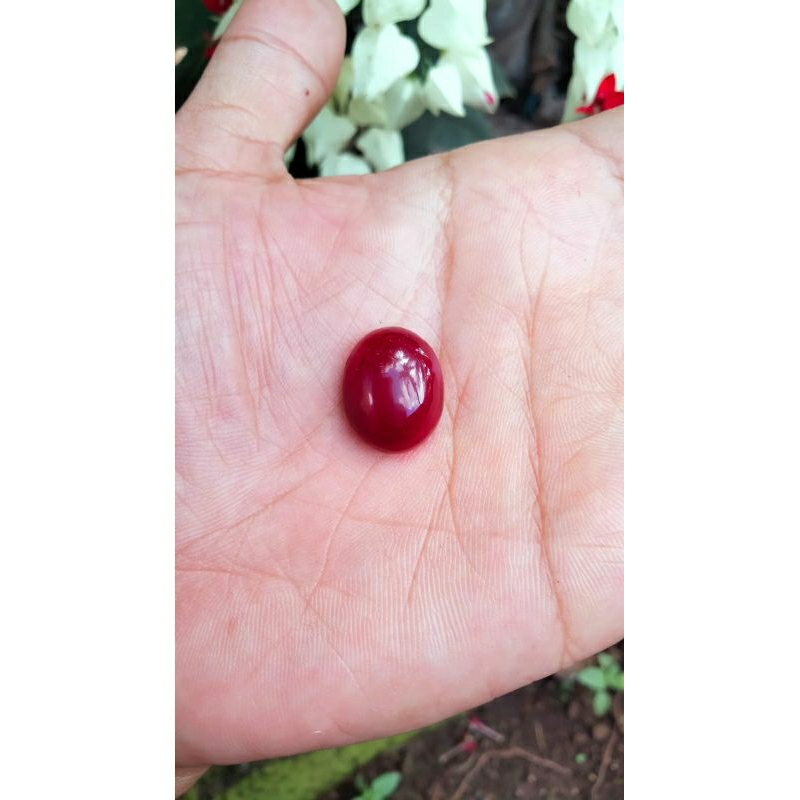 batu rubah merah dim kantoran