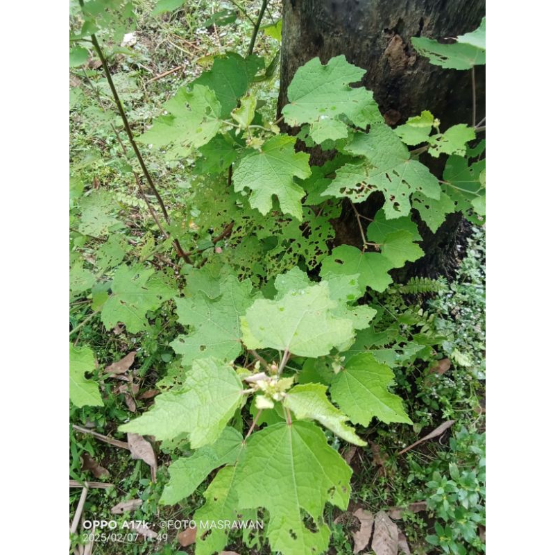 

250 g Tanaman Pulutan / Pumpulutan