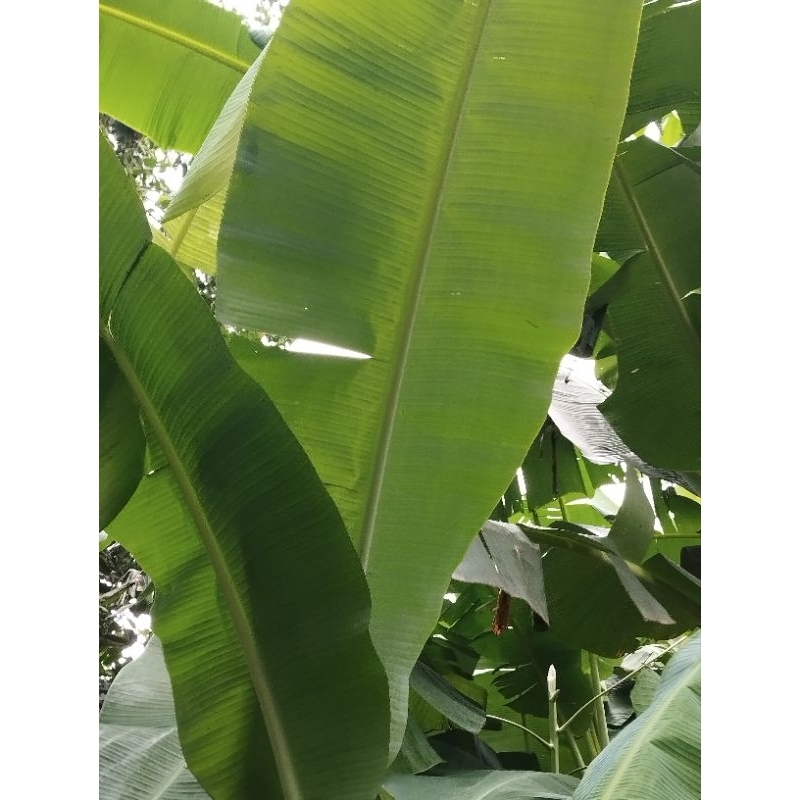 

Daun pisang