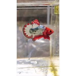 fccp red/fccp red head/male-female/top grade/COD