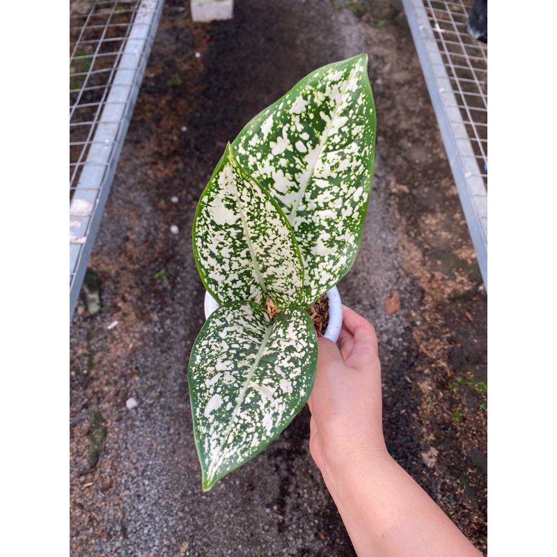 Aglaonema BIG LEAF