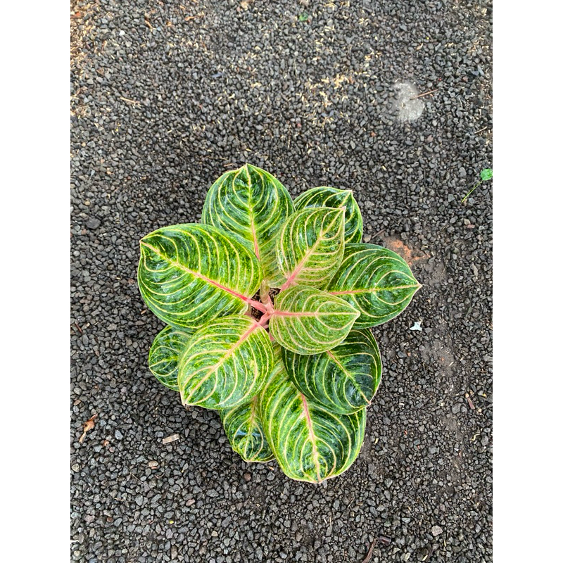 Aglaonema RINJANI JUMBO