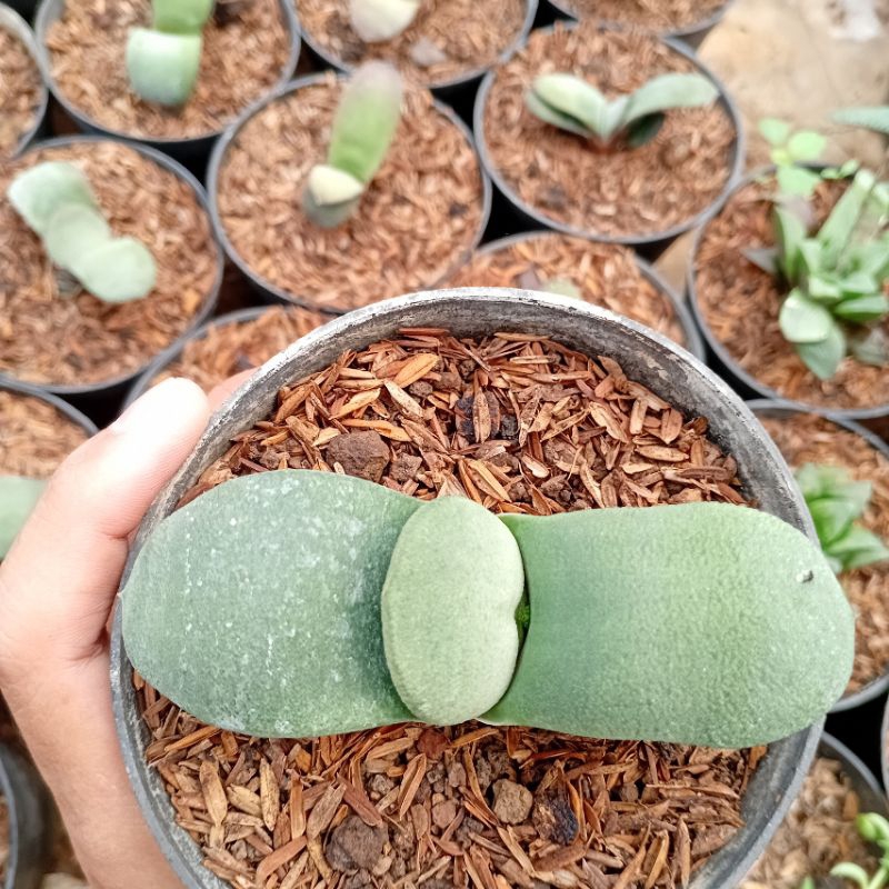 Tanaman Gasteria/gasteria