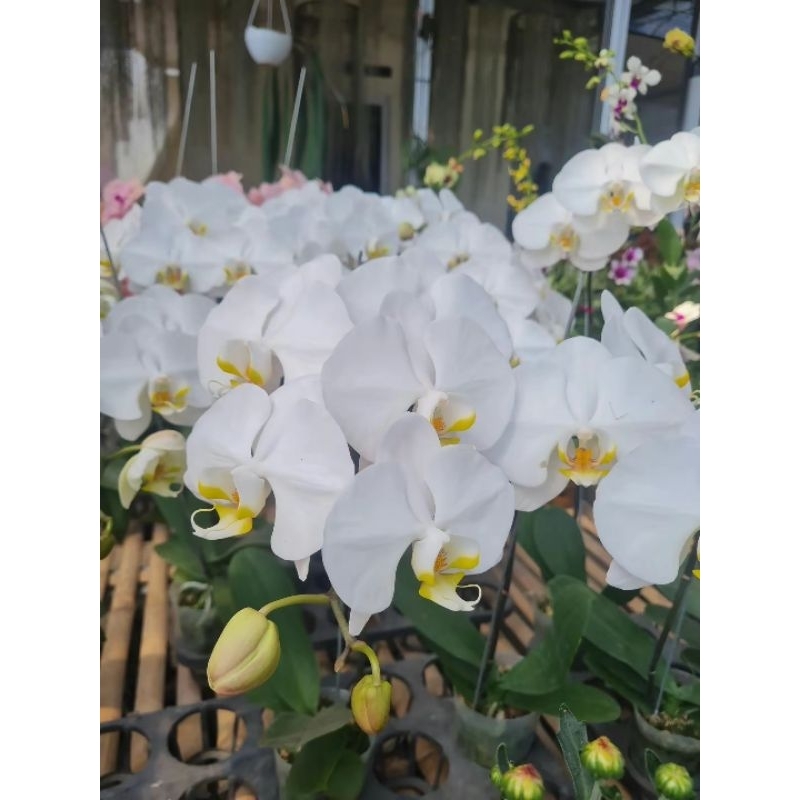 Anggrek Bulan Jumbo Spike