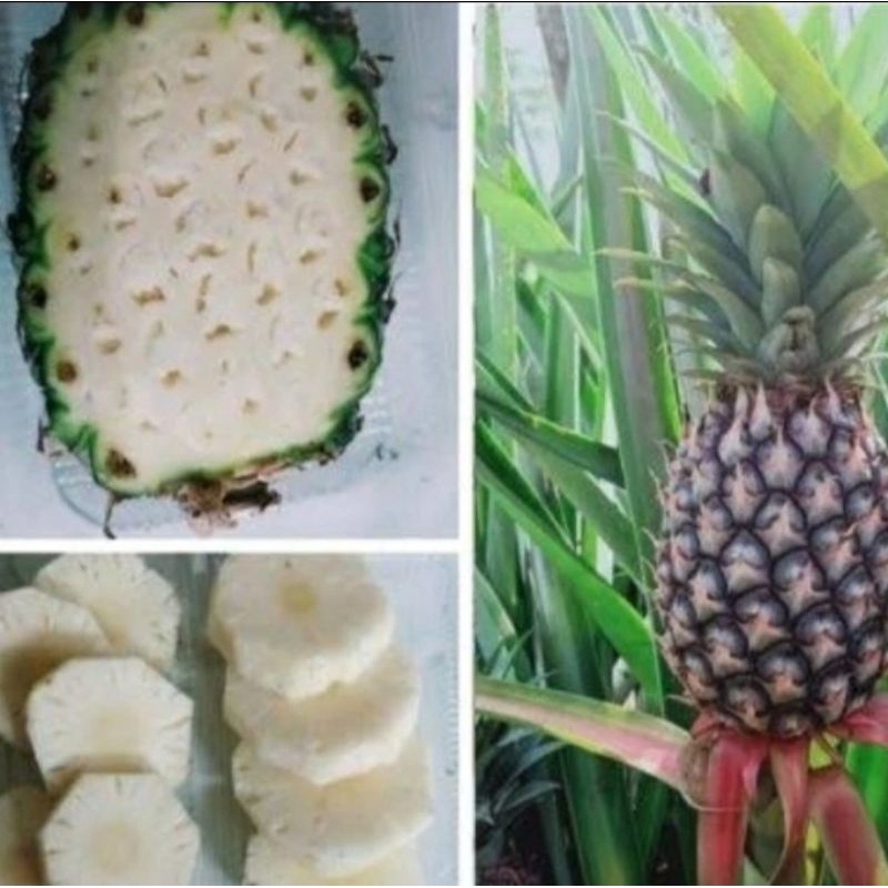 

NANAS MUDA FRESH BELUM KUPAS