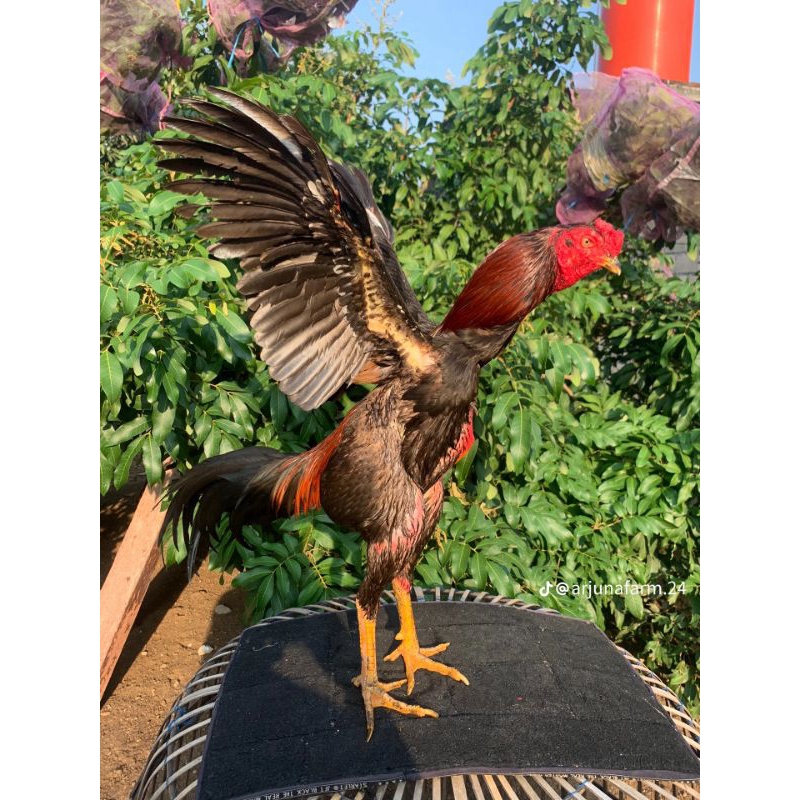 

TELUR AYAM BANGKOK CLASIK SIAP TETAS