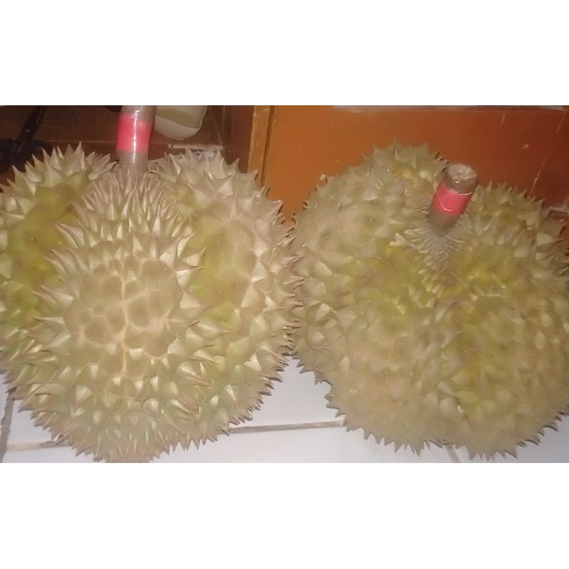 

DURIAN SUPER TEBAL