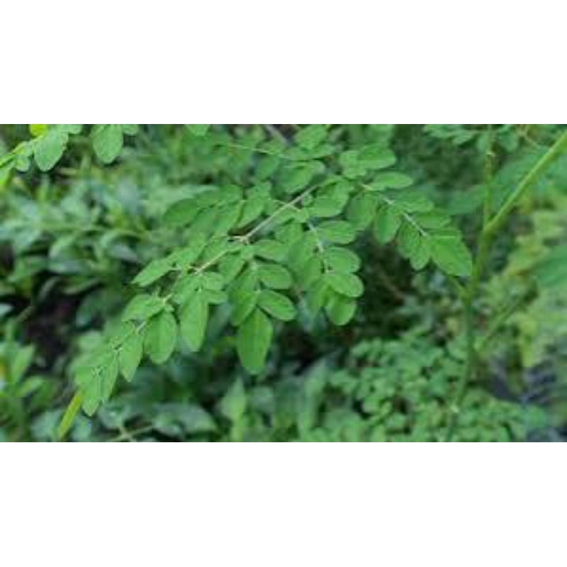 

daun kelor segar asli 500grm