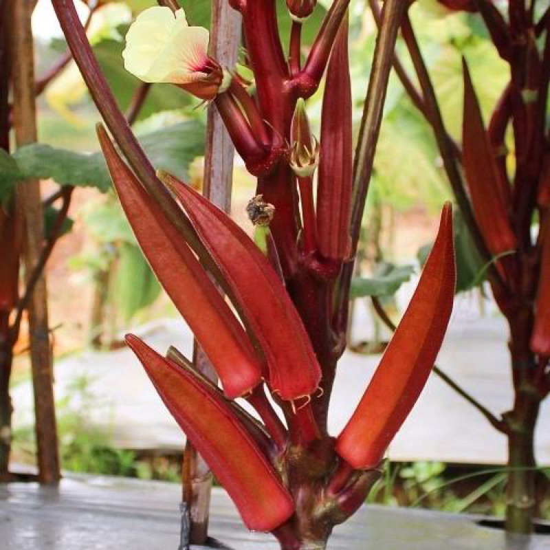 5 Benih Okra Merah Sayur Benih Okra Merah Unggul Berkualiatas Bibit Okra Merah Unggul
