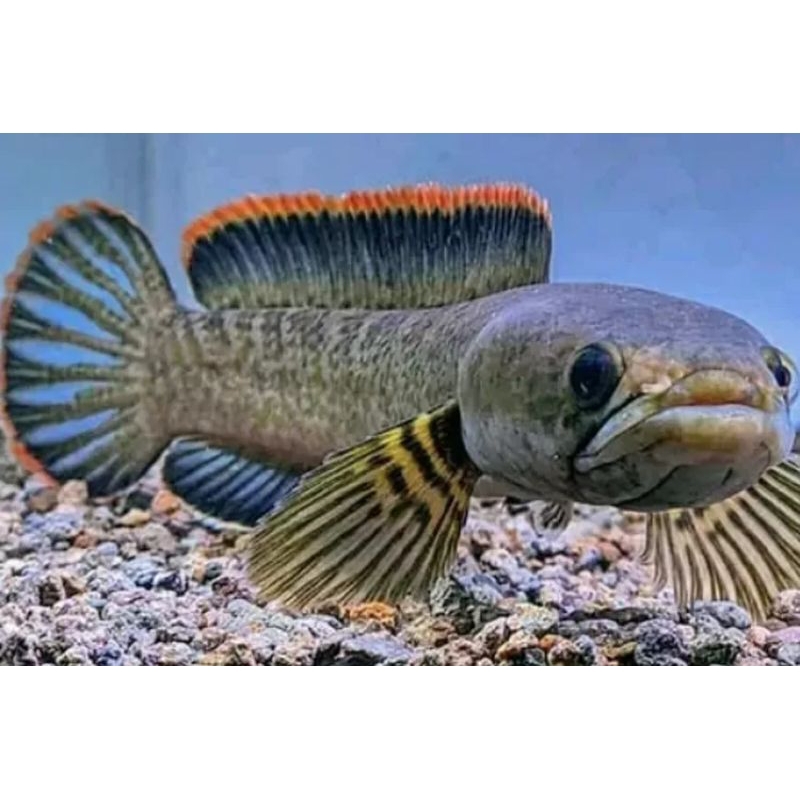 Limbata Cana Limbata Rim tebal gondrong 15-20 cm