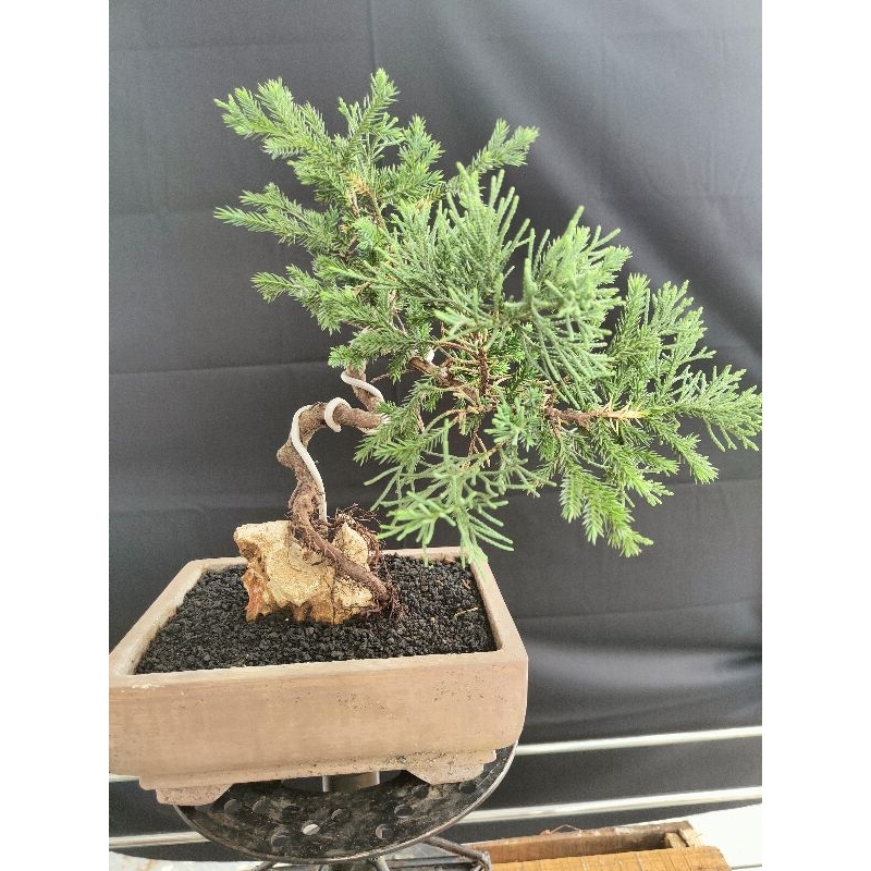 Cemara Blue Sinensis