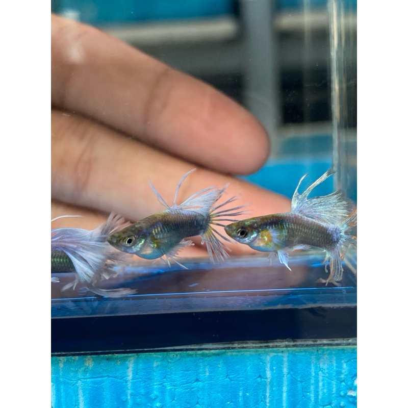 Hiasan aquarium ikan guppy Halfback Blue Crowntail