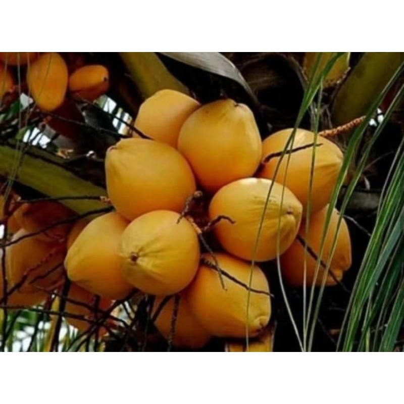 

jual kelapa muda gading orenye