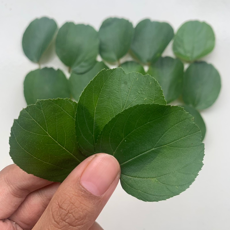 

Daun Bidara Arab Asli Segar Per 100 lembar