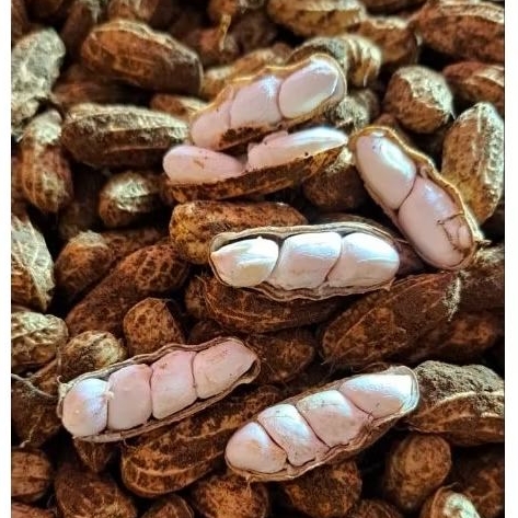 

GR KACANG TANAH MADU SUPER PULEN FRESH 1kg