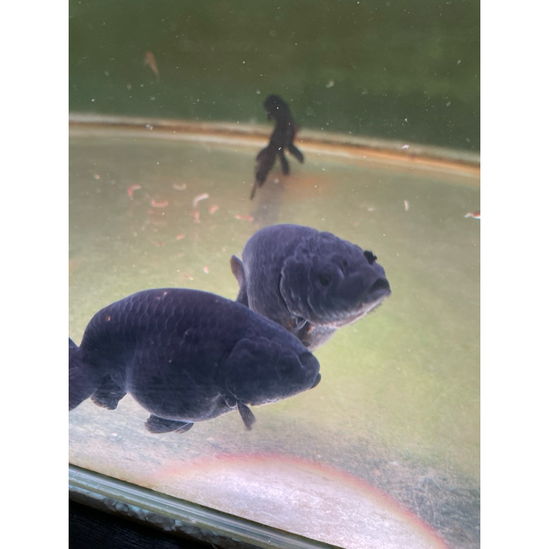 Ranchu Black Solid Size kurleb 8 cm