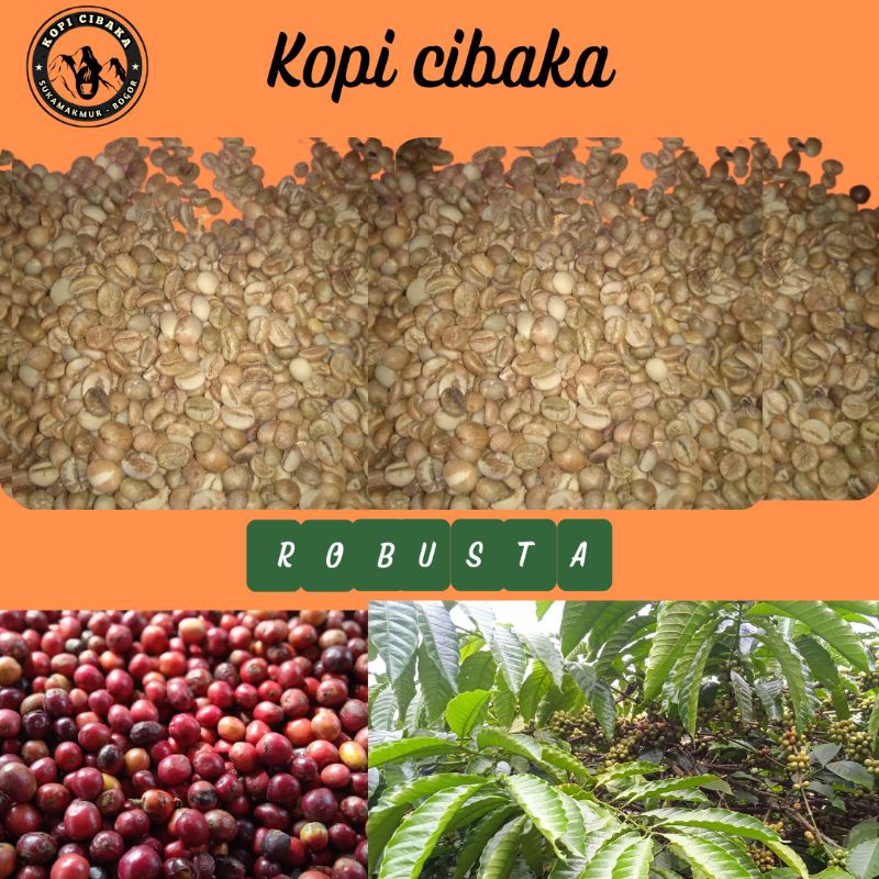 

GREANBEANROBUSTA/KOPIMENTAHROBUSTA