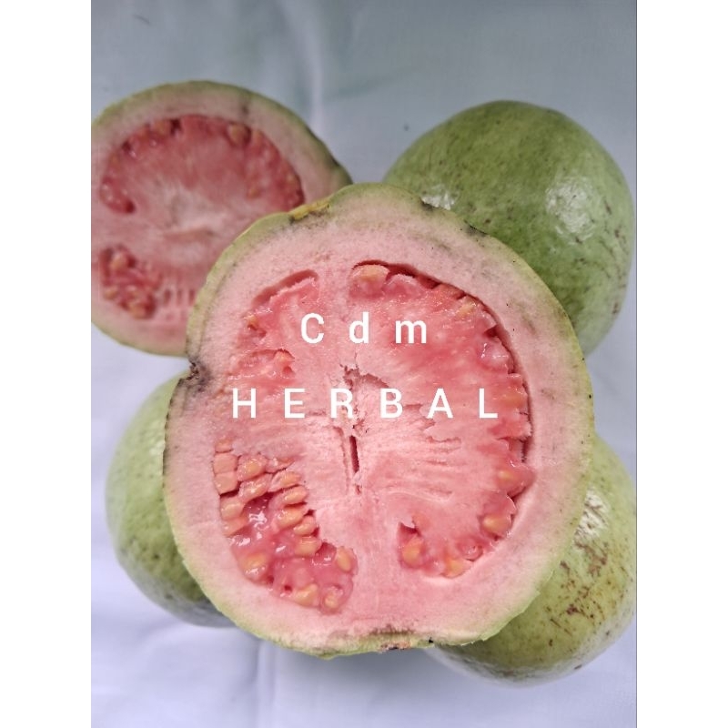 

jambu batu merah atu jambu biji 500 grm obat hrrbal alami