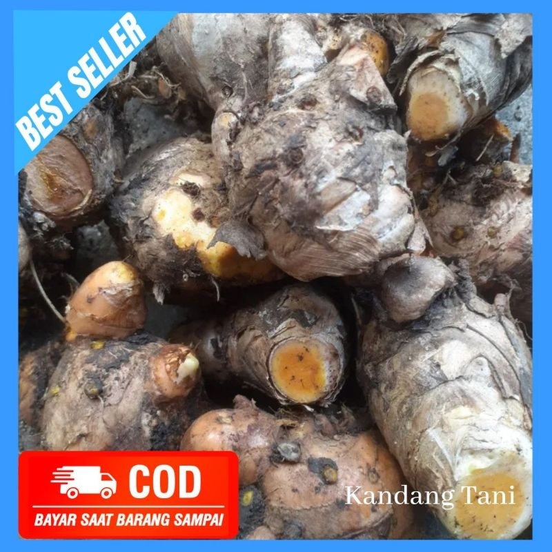 

Temulawak Segar 1kg Original Murah original asli fresh super