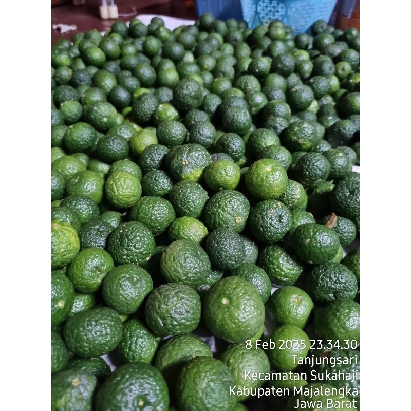 

jeruk limo jeruk sambal jeruk limau jeruk sambel bocil harga per 1kg