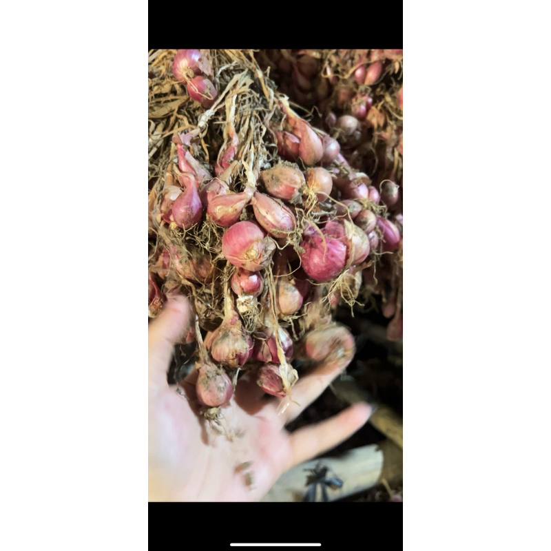 

BAWANG MERAH BREBES SUPER PREMIUM | BUMBU MASAKAN BRAMBANG