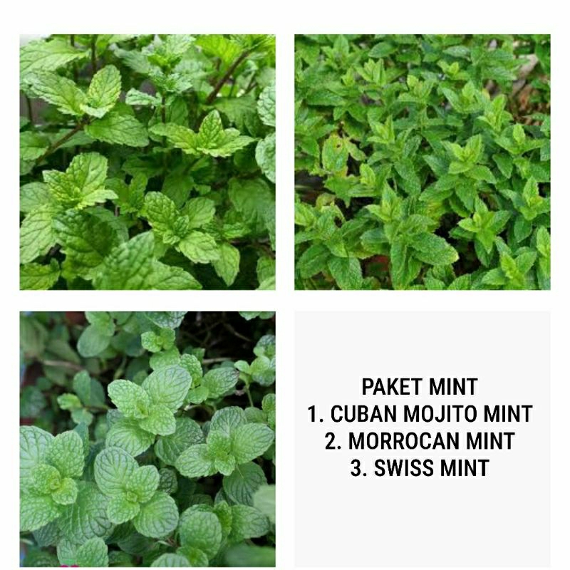 Paket 3 Jenis Mint_Cuban Mojito_Morrocan dan Swiss Mint
