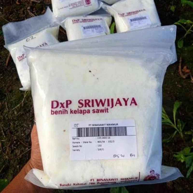 bibit sawit sriwijaya 5 original sertifikat