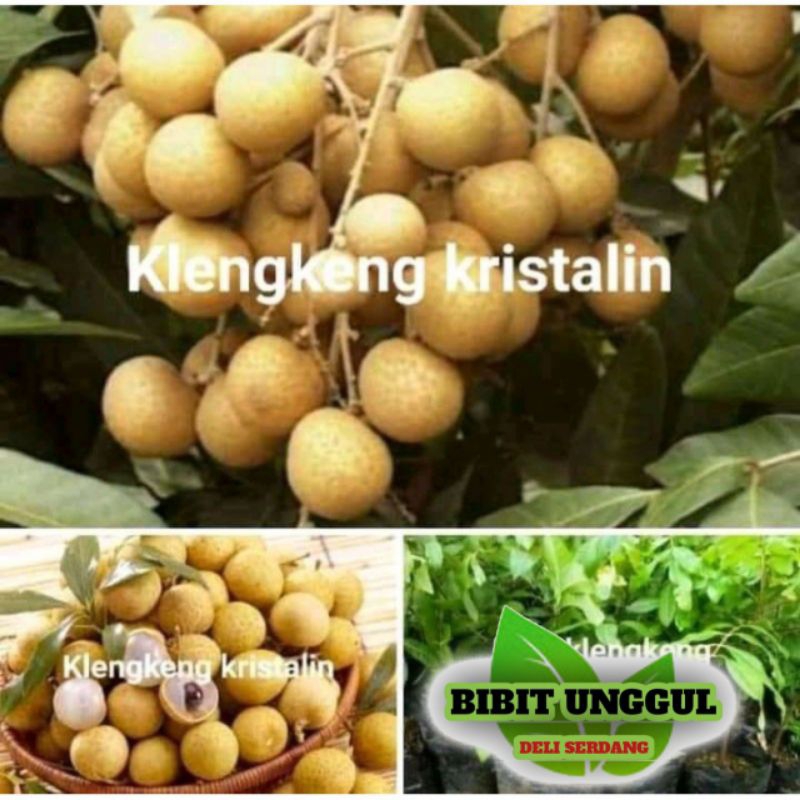 Bibit Buah kelengkeng new Cristal hasil okulasi cepat berbuah