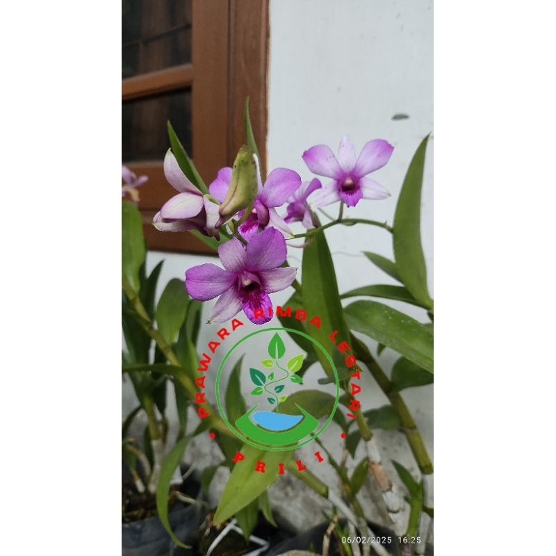 Anggrek Dendrobium Mantangai