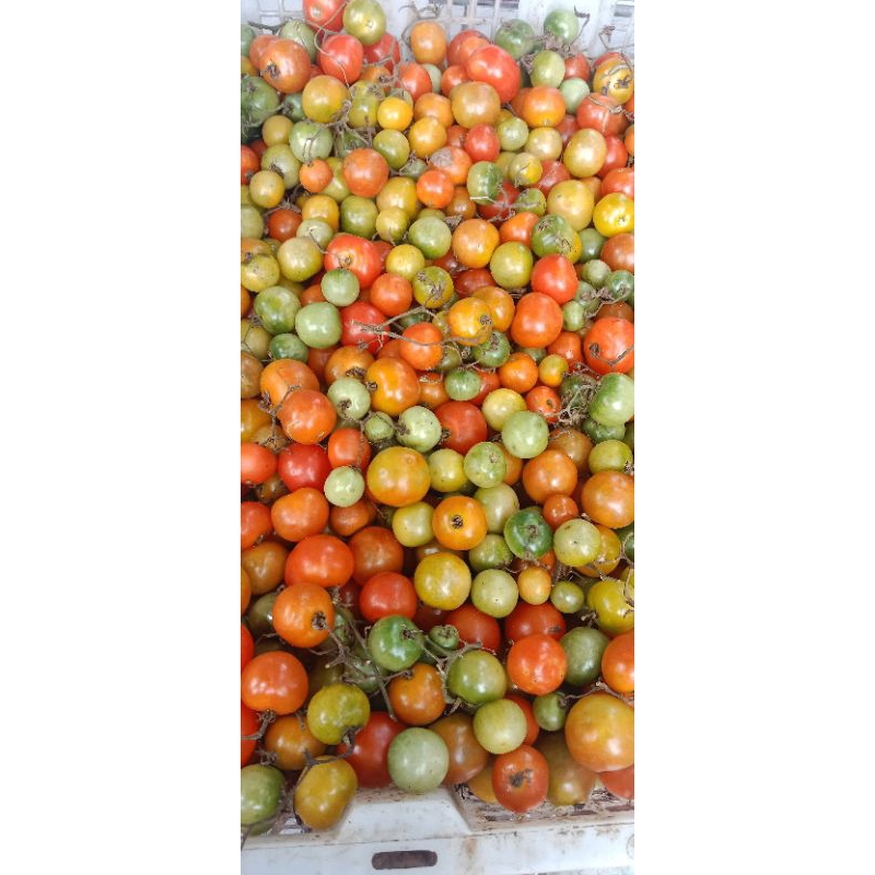 

rampai lampung asli 500gram