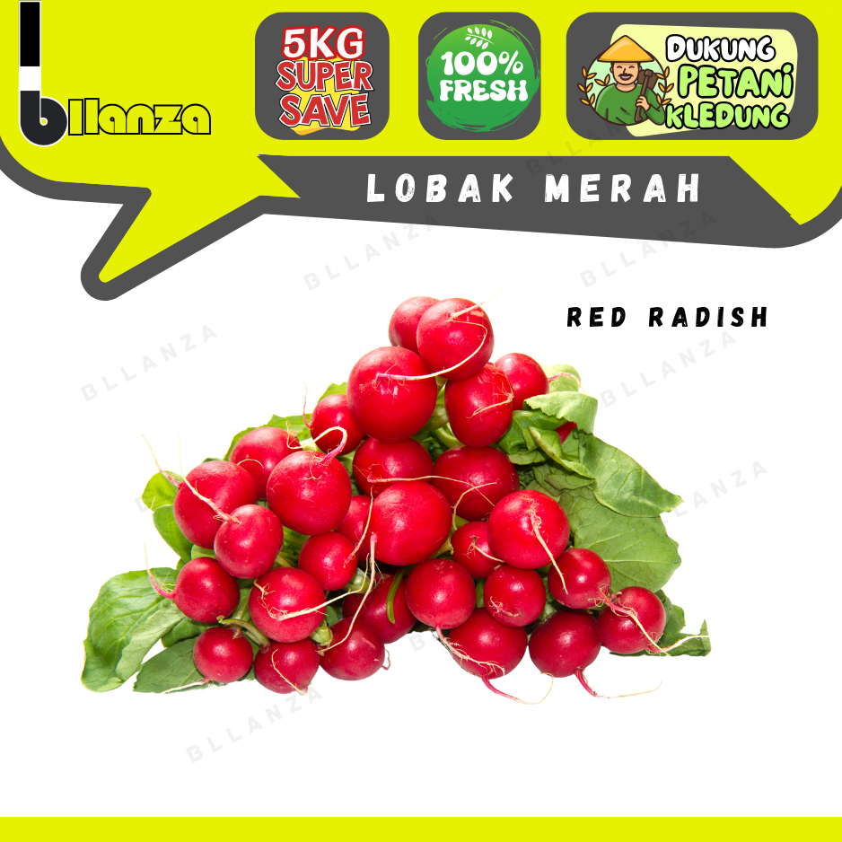 

Bllanza | Lobak Merah / Red Radish — GROSIR Lsg Petani (A)
