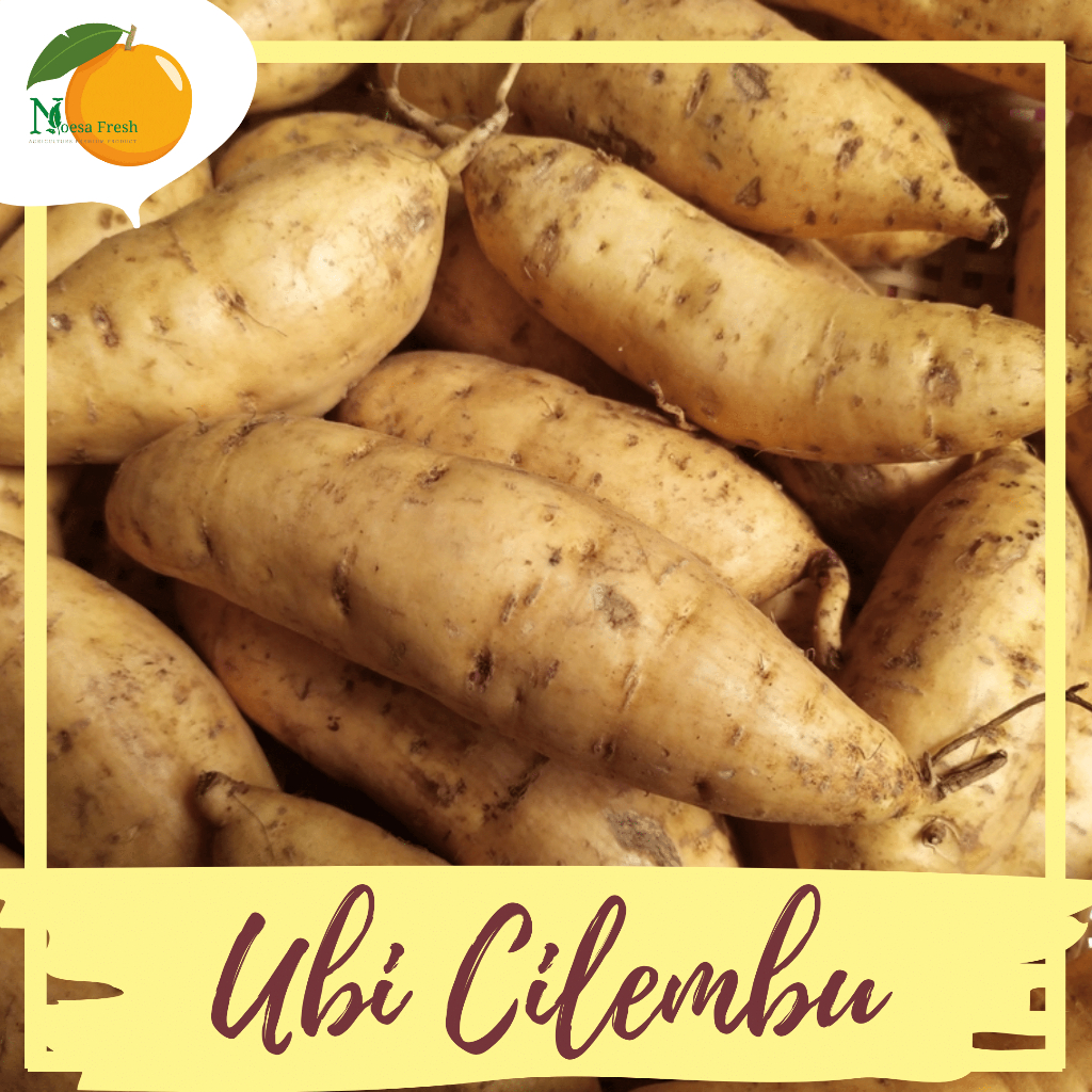 

Grosir Ubi Cilembu Mentah Manis Madu 10kg, 5kg, dan 3kg BERGARANSI!