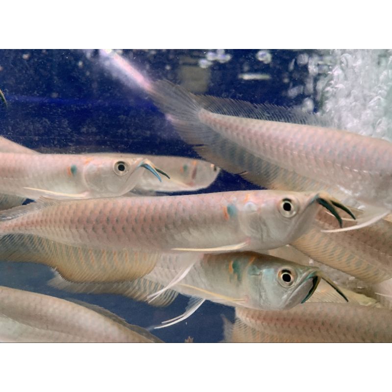 hiasan aquarium arwana silver red Brazil 11-12cm arwana silver red Brazil 11-12cm