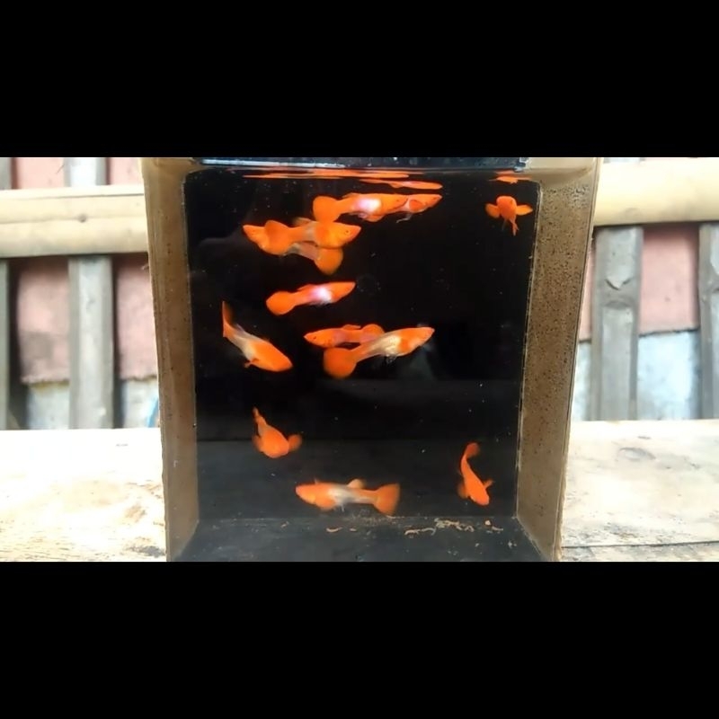 || Obat Ikan || Guppy Albino koi red ear super Joss
