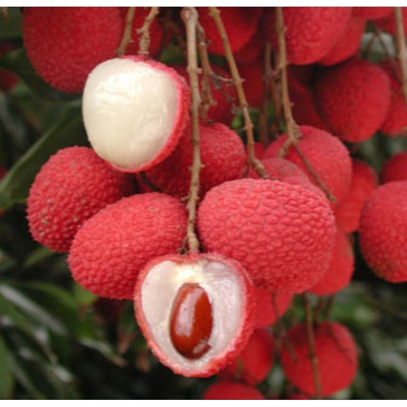 pohon leci merah / bibit leci merah super manis