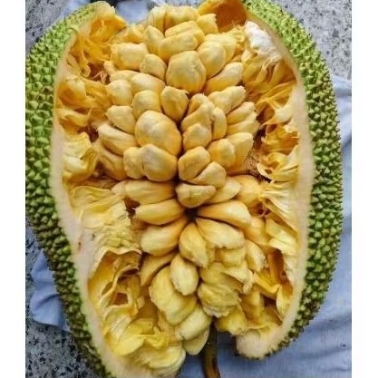 bibit pohon cempedak guling binjai original