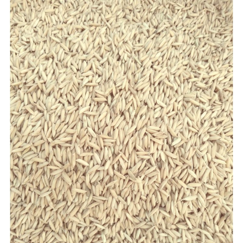 Bibit benih padi sertani 14 original 1kg