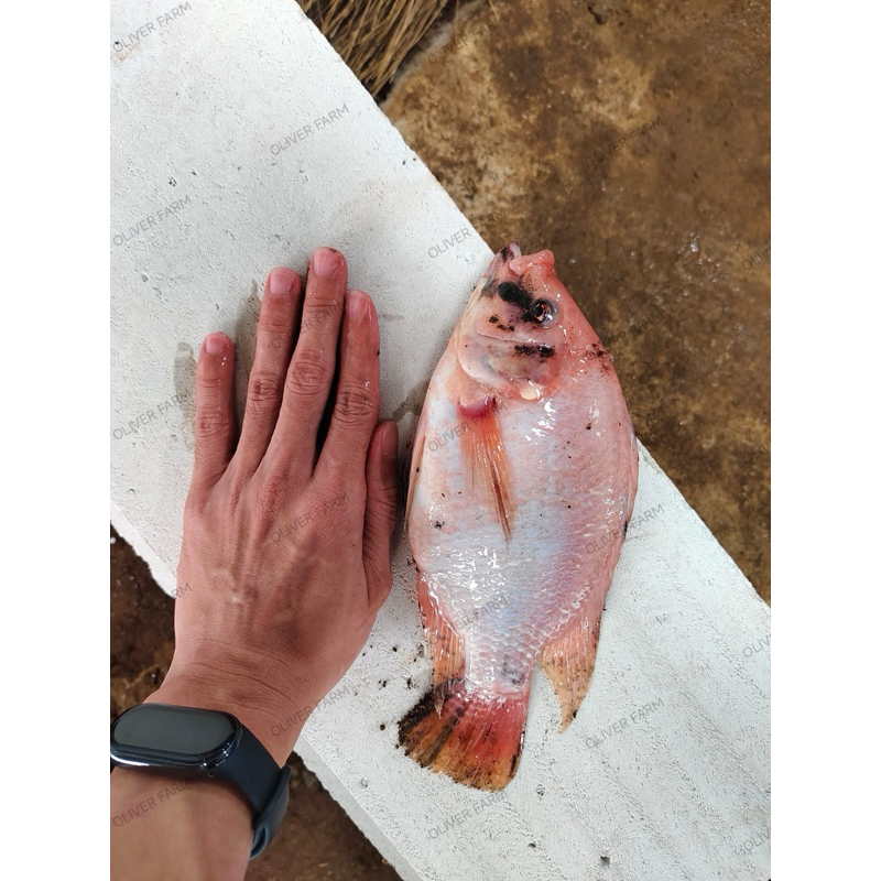 

OLIVERFARM Ikan Nila Segar 1KG