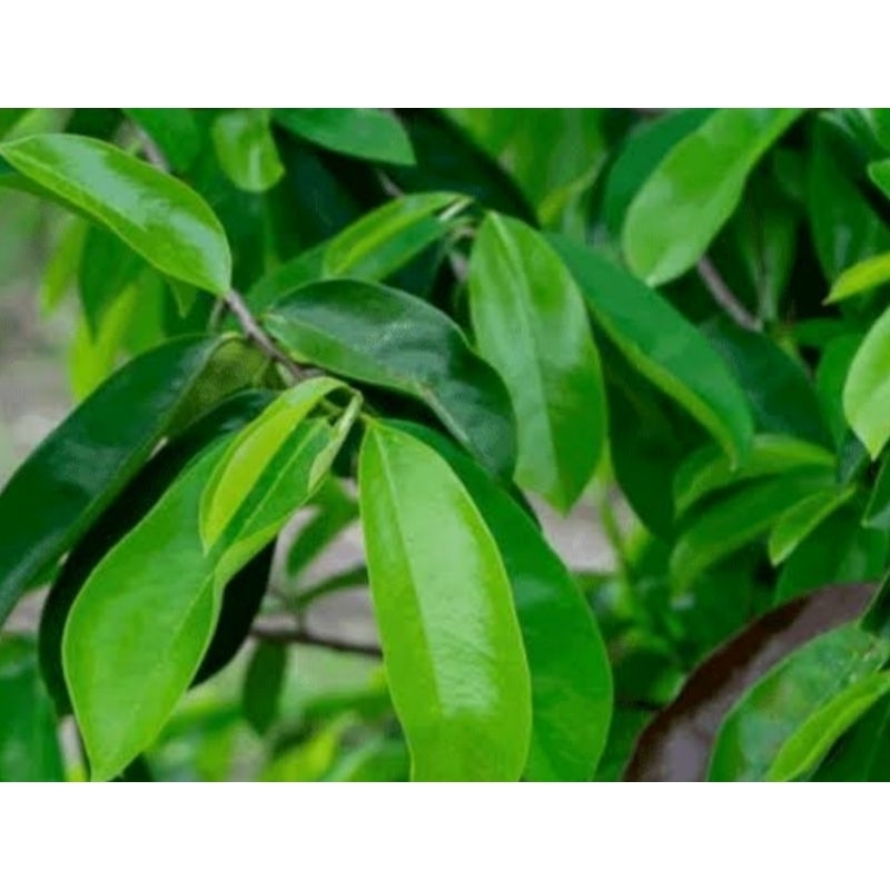 

Promo Daun Sirsak 10 lembar Obat Herbal