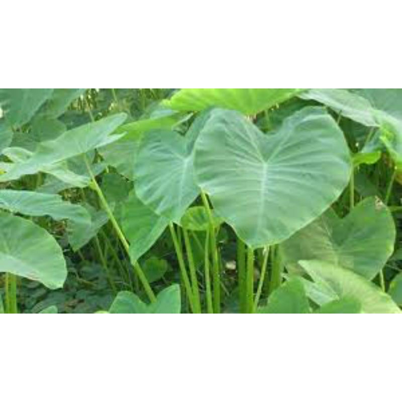 

Daun talas segar serba guna 12 Daun