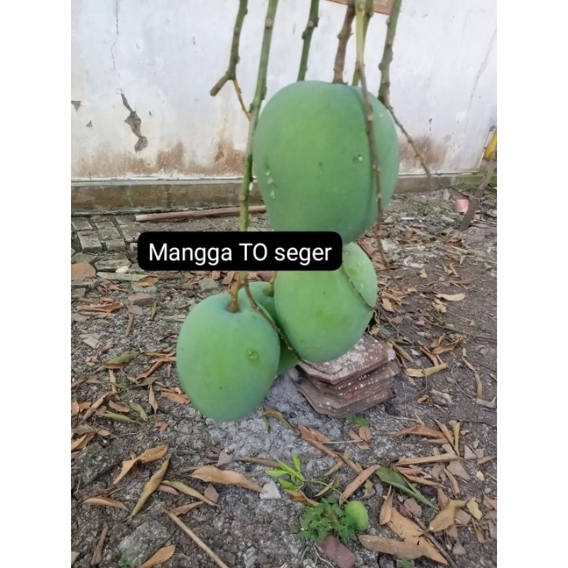 

MANGGA TO SEGAR PERSILANGAN 2-4 JENIS MANGGA RASA VARIASI