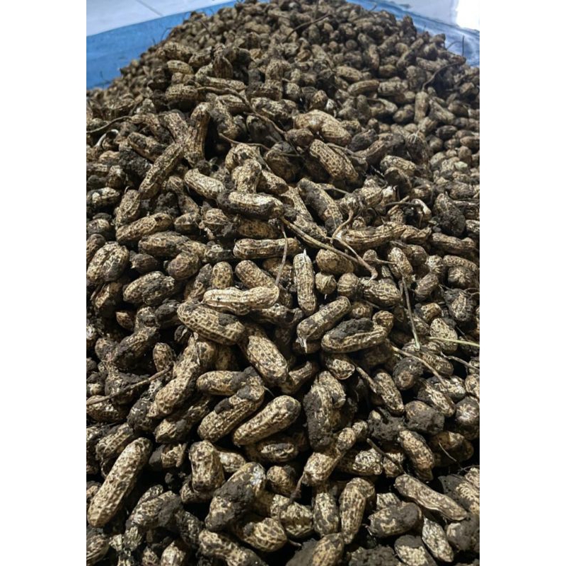

kacang tanah 1/2 kg