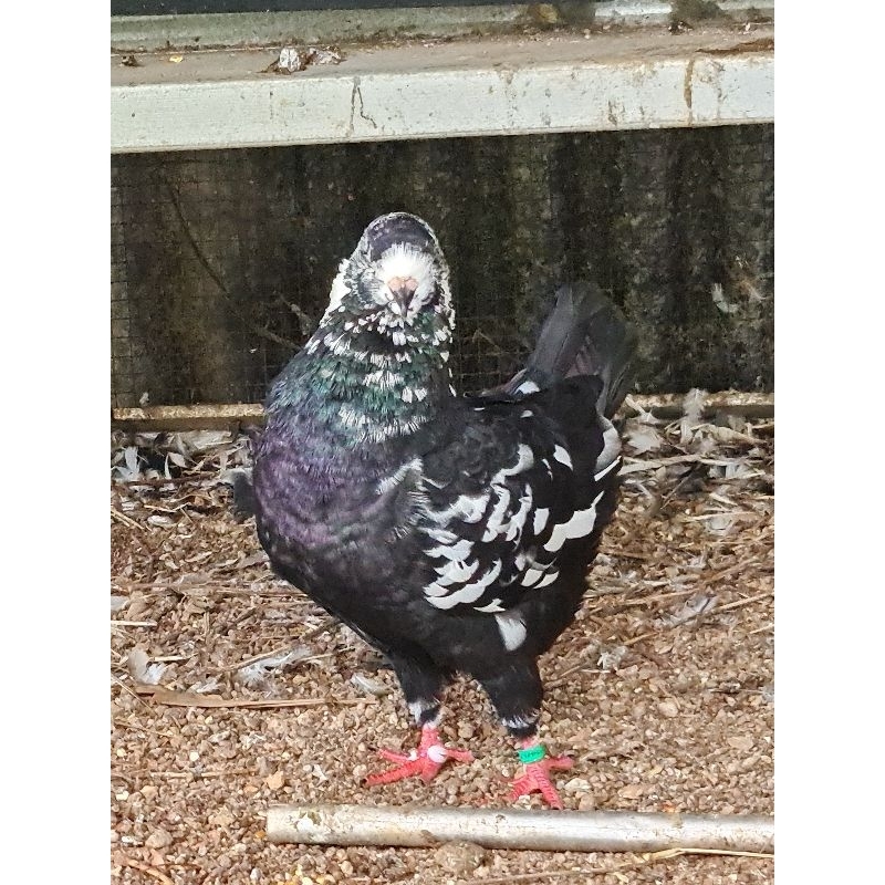 merpati hias show King sepasang